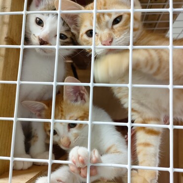 ４匹一緒に捕獲しました。暑くなる前でよかった！