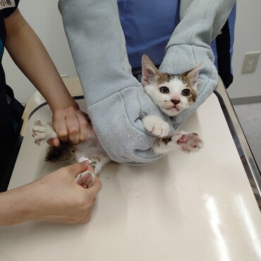 初診で人に抑えられた時、一番従順だったテン。抱っこ好きの猫だとバレました。