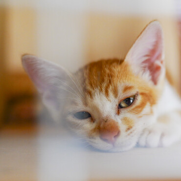 捕獲直後の様子。ママはどこかな…ここはどこ？　大丈夫、きっと君達しあわせになるよ