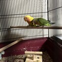インコ