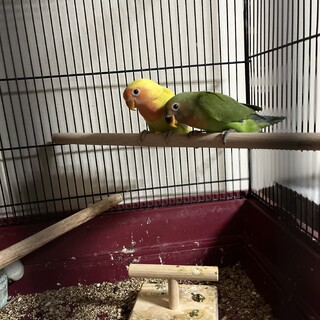 インコ