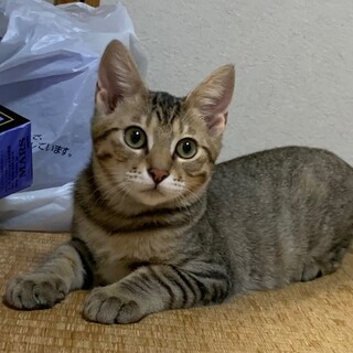 【募集一時停止】おもちゃ大好き♡キジトラちゃん 