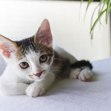 オリズルランが大好き。噛むと少しハイになるらしい…