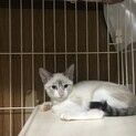 シャムミックスのアクアくん^_^緊急里親募集中！