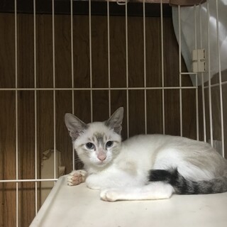 シャムミックスのアクアくん^_^緊急里親募集中！