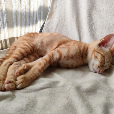 清潔な明るい場所で子猫が安眠できる環境を、常に目指しています