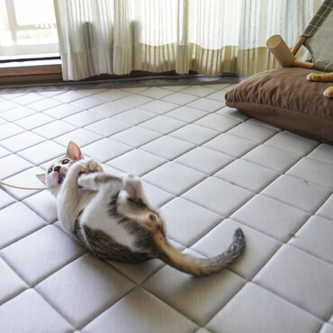 子猫のけりけり。１日100回くらい可愛いって言ってる気がする