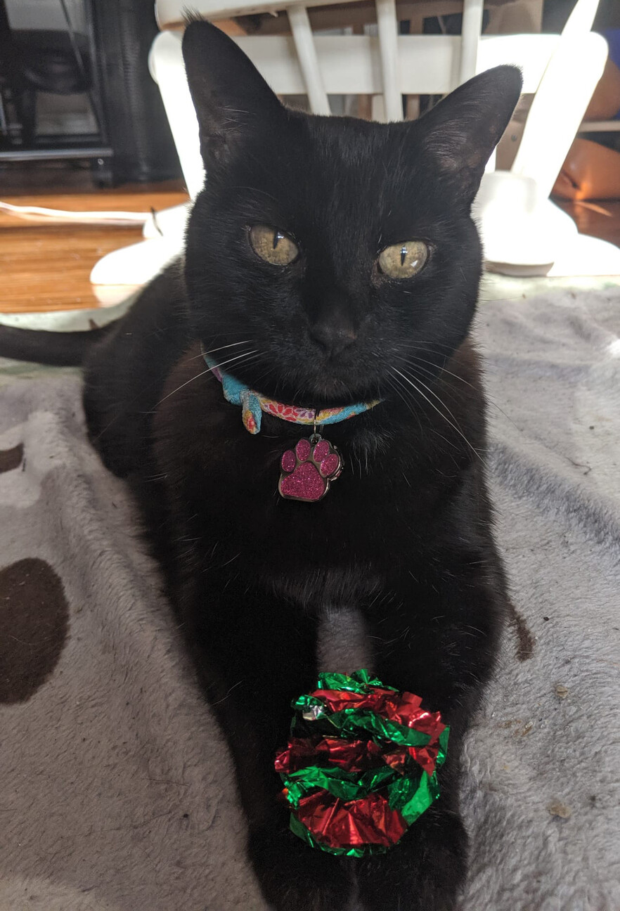 ミンクスちゃん