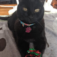 ミンクスちゃん