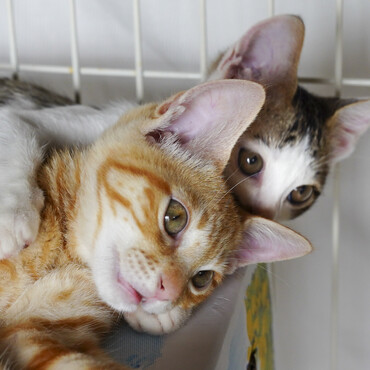 いつも仲良し。頼もしいリキ兄の後にいつもついて行く弟猫のテン。