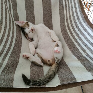 へそ天が好きらしい。寝る時いつもぐぐぐ…とお喋りするテン可愛い過ぎ♪