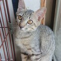 りんちゃん^_^緊急里親募集中！！