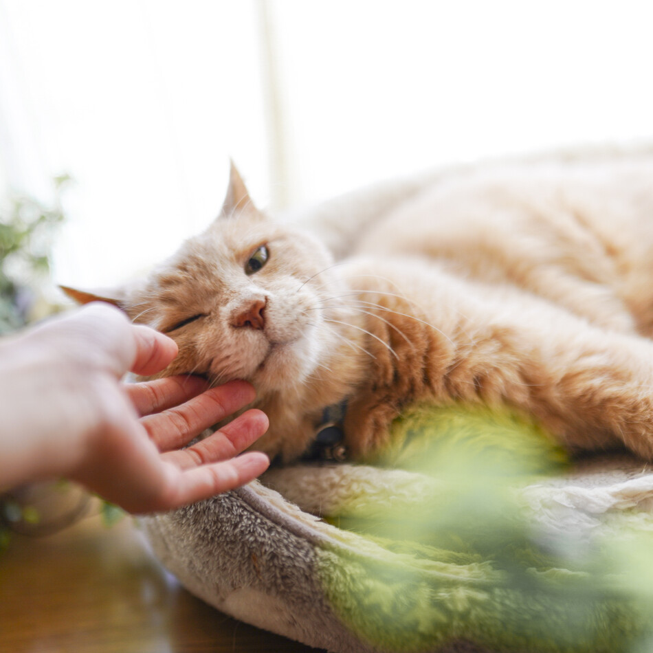 ボアのカバー写真