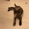 キキは今日も元気です！井の頭公園から来たサビちゃん