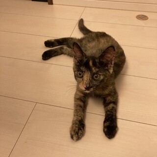 キキは今日も元気です！井の頭公園から来たサビちゃん