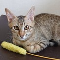 しんくん^_^緊急里親募集中！！