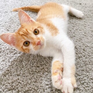 9/4西千葉ෆ⃛爆音ゴロゴロ男子ෆ⃛ぼんちゃん