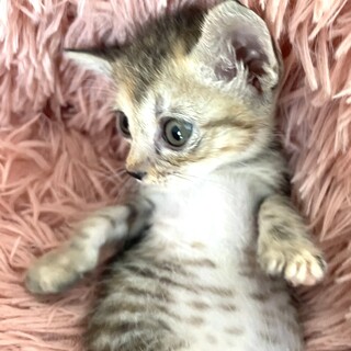 姉妹子猫♀アビちゃん美形♡　