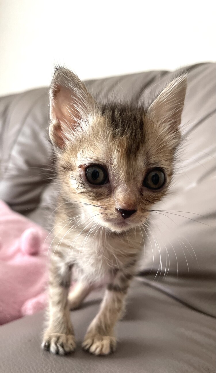 ラリック猫 ネコのクリスタル 里親募集 銀 ラリック猫 ネコのクリスタル 里親募集 銀