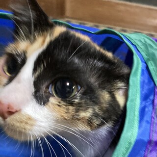 毛長の三毛猫！甘えん坊の子猫の「ひかる」ちゃん