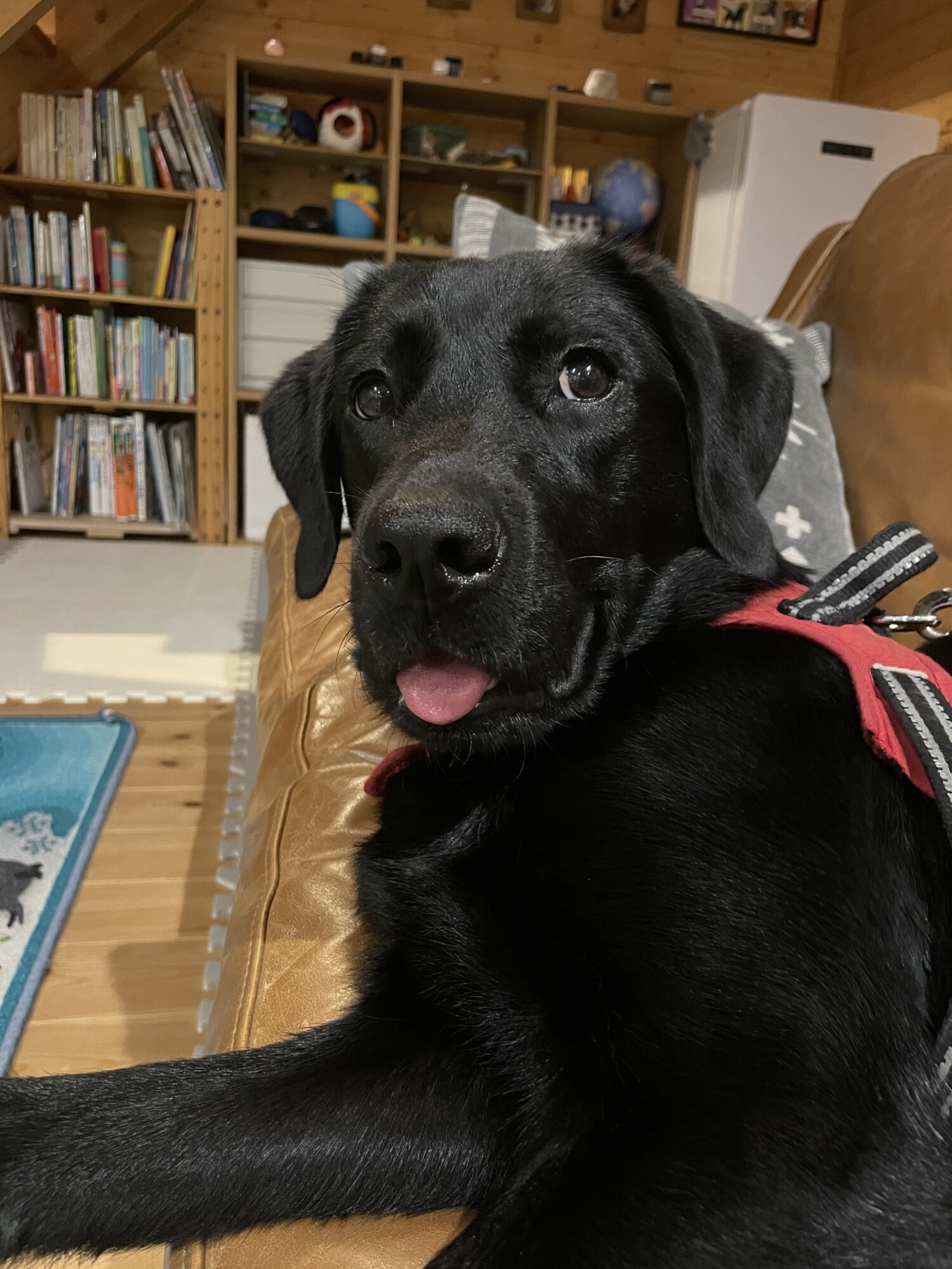 犬 ラブラドール レトリーバー に該当するギャラリー ペットのおうち 月間利用者150万人