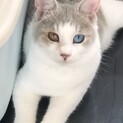21日譲渡会参加オッドアイ美猫♡クルミちゃん