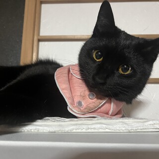黒猫♀ルナ
