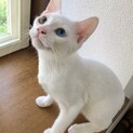 21日譲渡会予定オッドアイのお転婆娘♡槐ちゃん