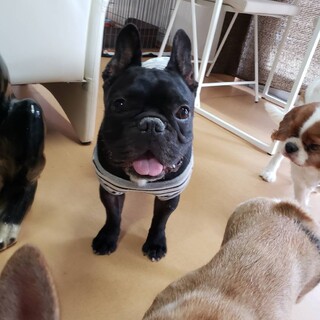 フレブル  男の子　のりおくん