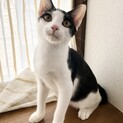 21日譲渡会参加！200%劇甘々甘えん坊♡柊くん