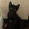 黒猫3ヶ月の女の子★パサちゃん【トライアル決定】 サムネイル2