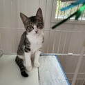 元気いっぱいキジシロ男子☆子猫☆調布市から募集