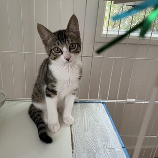 元気いっぱいキジシロ男子☆子猫☆調布市から募集