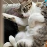 元気いっぱいキジシロ男子☆子猫☆調布市から募集 サムネイル2