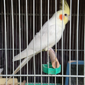 オカメインコ推定10歳