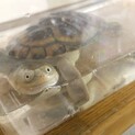 ジーベンロックナガクビガメ