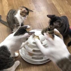 こねこの譲渡会（完全予約制） サムネイル2