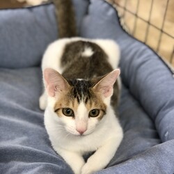 こねこの譲渡会（完全予約制） サムネイル3