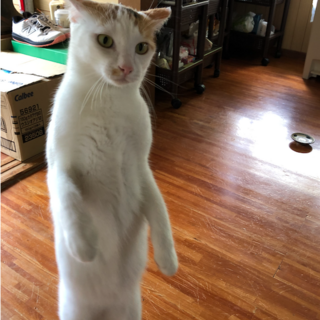 １０ヶ月くらいのメスの三毛猫ちゃん里親募集