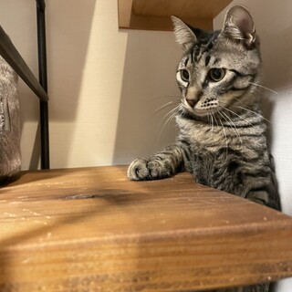 男前なきじこねこ♂