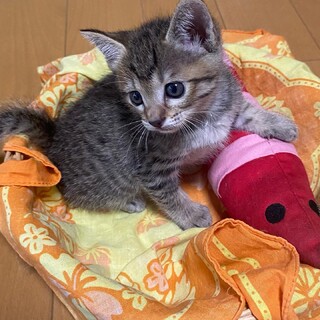 ミルクから育てたので人馴れ抜群、癒し系の女の子♡