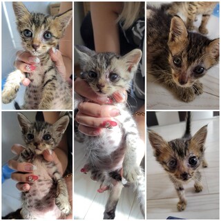 5匹の保護猫♂里親募集してます☆