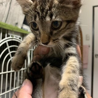 アメショー柄のキジちゃん