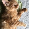 ★ふわふわ中毛、茶トラの子猫★募集一時中断します サムネイル2