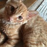 ★ふわふわ中毛、茶トラの子猫★募集一時中断します サムネイル3