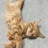 ★ふわふわ中毛、茶トラの子猫★募集一時中断します サムネイル4