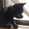 黒猫3ヶ月の女の子★パサちゃん【トライアル決定】 サムネイル4