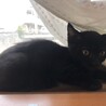 黒猫3ヶ月の女の子★パサちゃん【トライアル決定】 サムネイル5