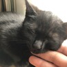 黒猫3ヶ月の女の子★パサちゃん【トライアル決定】 サムネイル3