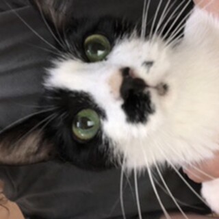 7匹の仔猫のママ　ななちゃん